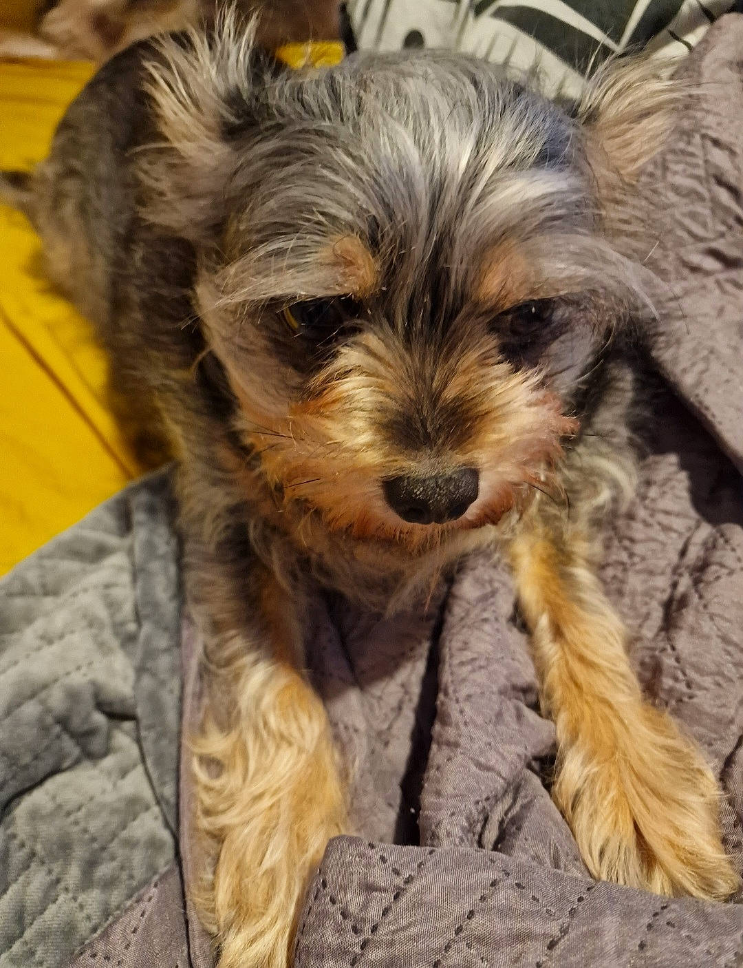 Gaston participe au concours pour gagner de l'argent avec cette photo : australian_terrier, biewer_terrier, canidae, carnivore, companion_dog, dog, dog_breed, fur, liver, maltepoo, puppy, small_terrier, snout, sporting_group, terrestrial_animal, terrier, toy_dog, whiskers, working_animal, yorkipoo