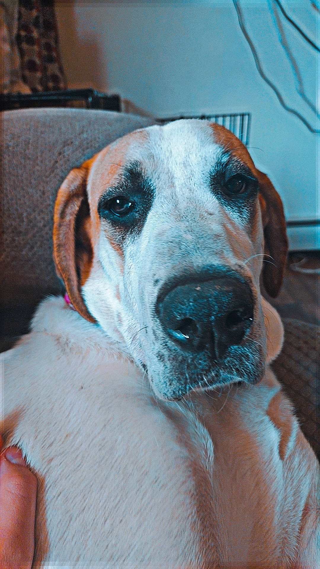 Brandi is registered to the contest to win money with this photo: carnivore, collar, companion_dog, dog, dog_breed, dog_collar, dog_supply, fawn, fur, guard_dog, hunting_dog, non_sporting_group, pet_supply, snout, sporting_group, whiskers, working_animal, working_dog