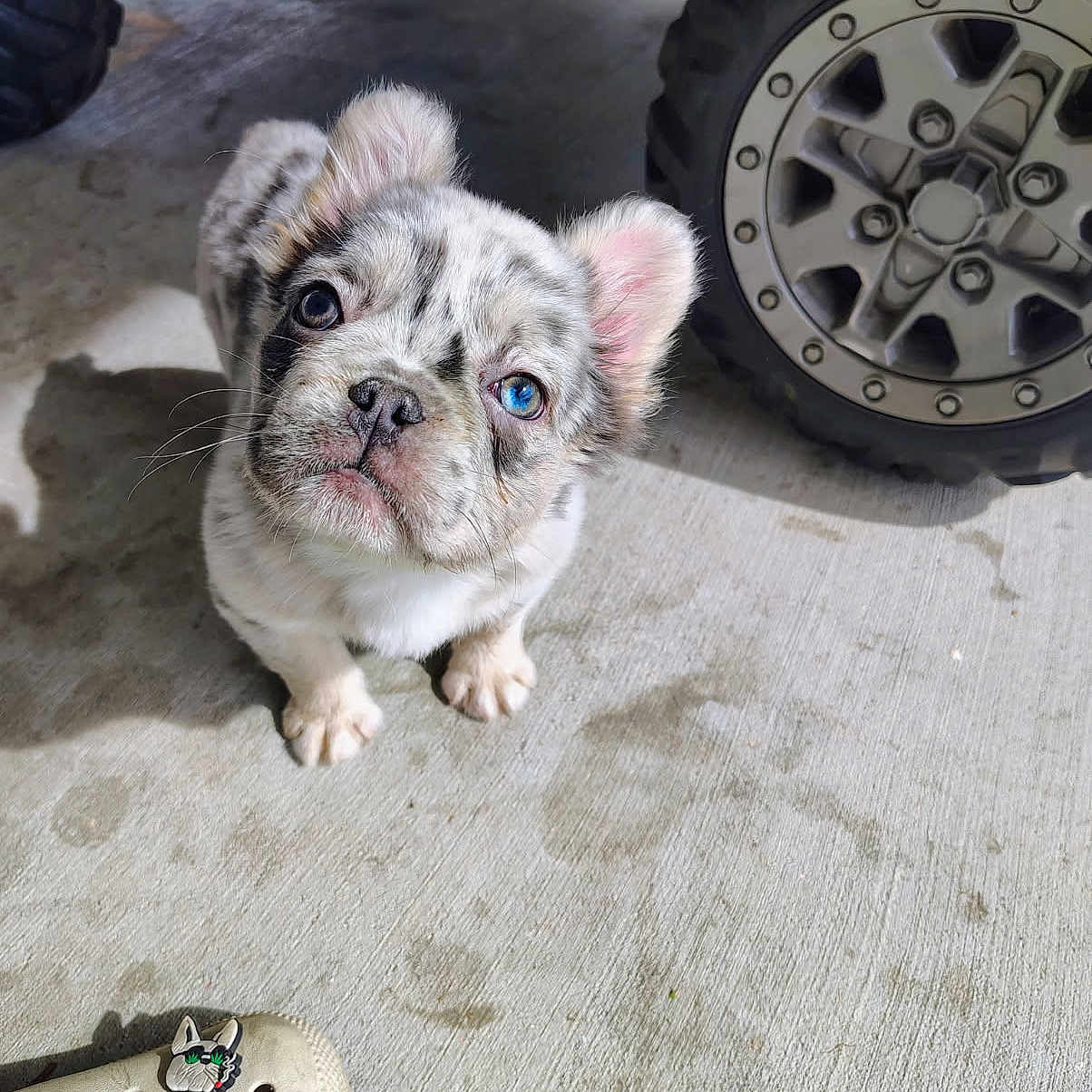 Sliver joined the competition — help win amazing prizes! alloywheel, animal, bulldog, canine, car, carwheel, clothing, dog, footwear, frenchbulldog, machine, pet, pitbull, puppy, shoe, spoke, tire, transportation, vehicle, wheel