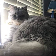 Miss Bella joined the competition — help win amazing prizes! cat, fluffy, gray, white, windowsill, blinds, indoor, pet, feline, fur, daylight, shadow, relaxed, animal, cute, portrait, household, cozy, window, resting