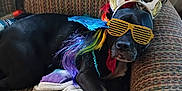 Sir Duke-A-lot joined the competition — help win amazing prizes! dog, black_dog, costume, unicorn_headband, rainbow_wig, gold_shutter_shades, blue_wings, couch, blanket, indoor, pet, animal, relaxed, lying_down, fancy_dress, funny, accessories, home, cozy, portrait
