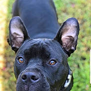 Sir Duke-A-lot is registered to the contest to win money with this photo: dog, black_dog, close_up, ears, brown_eyes, outdoor, grass, pet, canine, fur, collar, animal, snout, portrait, looking_up, curious, daylight, nature, focus, friendly