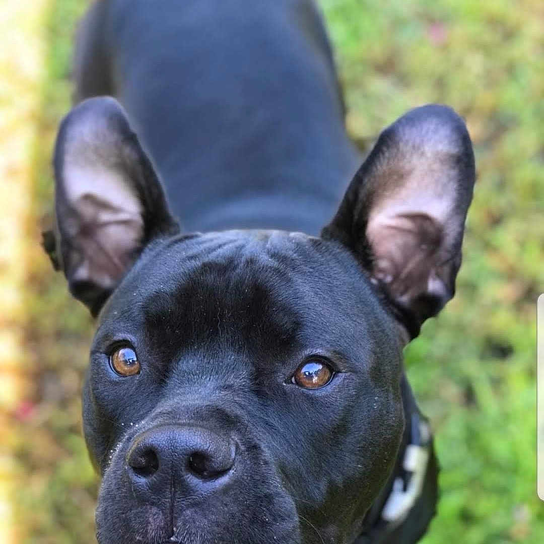 Sir Duke-A-lot is registered to the contest to win money with this photo: animal, black_dog, brown_eyes, canine, close_up, collar, curious, daylight, dog, ears, focus, friendly, fur, grass, looking_up, nature, outdoor, pet, portrait, snout