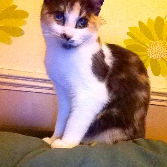 Mittens joined the competition — help win amazing prizes!