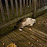Frank is registered to the contest to win money with this photo: cat, feline, pet, sleeping, lying_down, relaxed, fluffy, white_fur, gray_fur, wooden_deck, wooden_fence, outdoor, autumn, fall_leaves, night, backyard, rustic, cozy, animal_photography, leafy_background