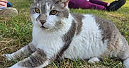 Frank joined the competition — help win amazing prizes! cat, feline, gray_and_white, fluffy, fur, whiskers, ears, eyes, nose, animal, pet, outdoors, grass, garden, lying_down, close_up, portrait, relaxed, people, background
