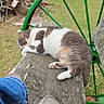 Frank joined the competition — help win amazing prizes! cat, gray_and_white_cat, sleeping, relaxed, outdoor, chair, lounge_chair, grass, yard, garden, green_metal, parked_car, rural, spring, sunlight, feline, pet, paws, tail, casual_photo