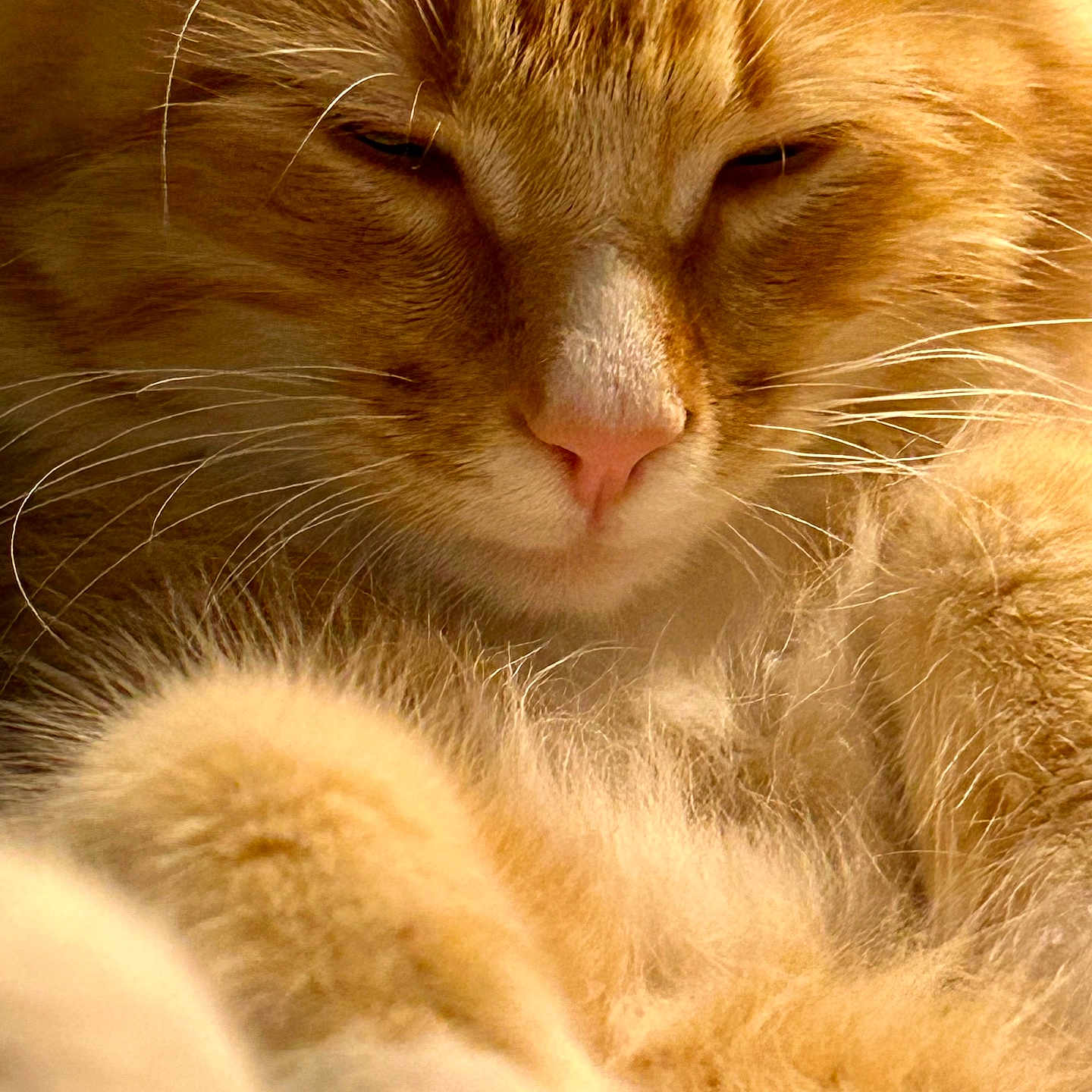 Hobbes joined the competition — help win amazing prizes! animal, cat, close_up, cute, domestic_cat, face, feline, fluffy, fur, mammal, nostrils, orange_cat, peaceful, pet, pink_nose, relaxed, sleepy, soft_light, whiskers