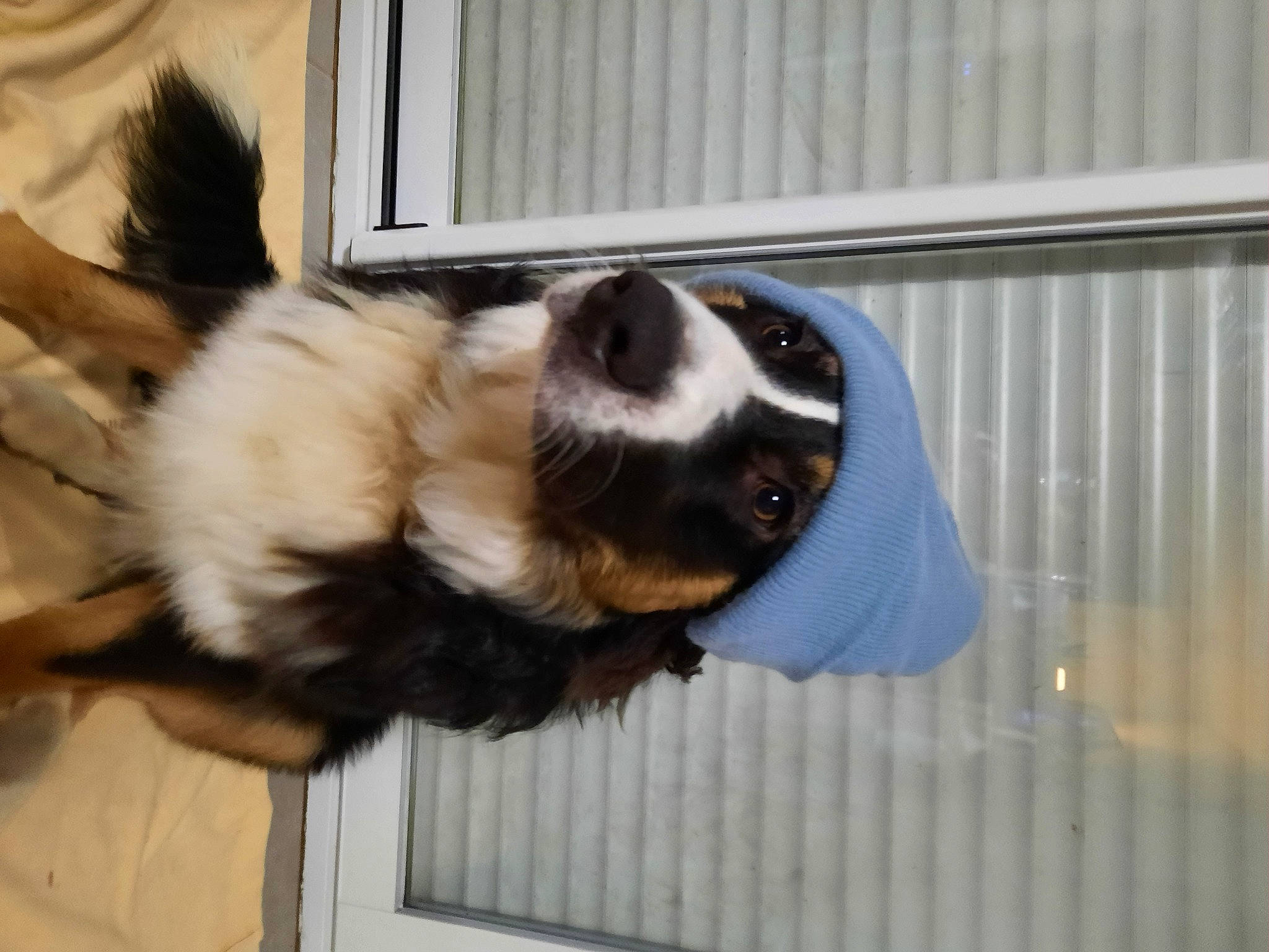 Spirit a rejoint le concours — aidez-le/la à gagner de superbes lots ! animal_shelter, canidae, carnivore, carpathian_shepherd_dog, companion_dog, dog, dog_breed, dog_supply, fawn, fence, fur, herding_dog, paw, pet_supply, snout, sporting_group, tail, whiskers, working_animal, working_dog