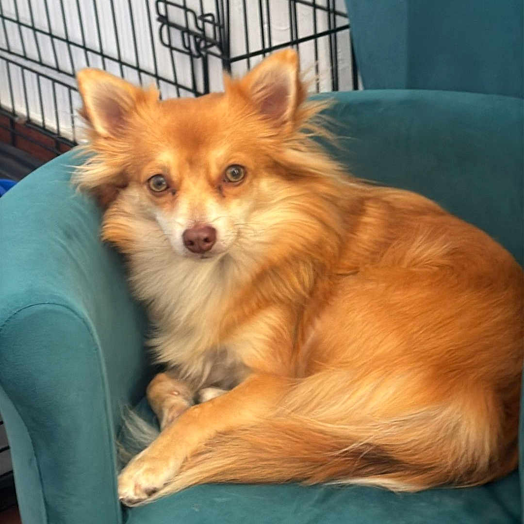 Vaggie a rejoint le concours — aidez-le/la à gagner de superbes lots ! animal, brown_floor, canine, chair, crate, cute, dog, domestic, ears_up, fluffy, fur, furniture, indoor, looking_at_camera, pet, relaxed, resting, small_dog, tail, teal