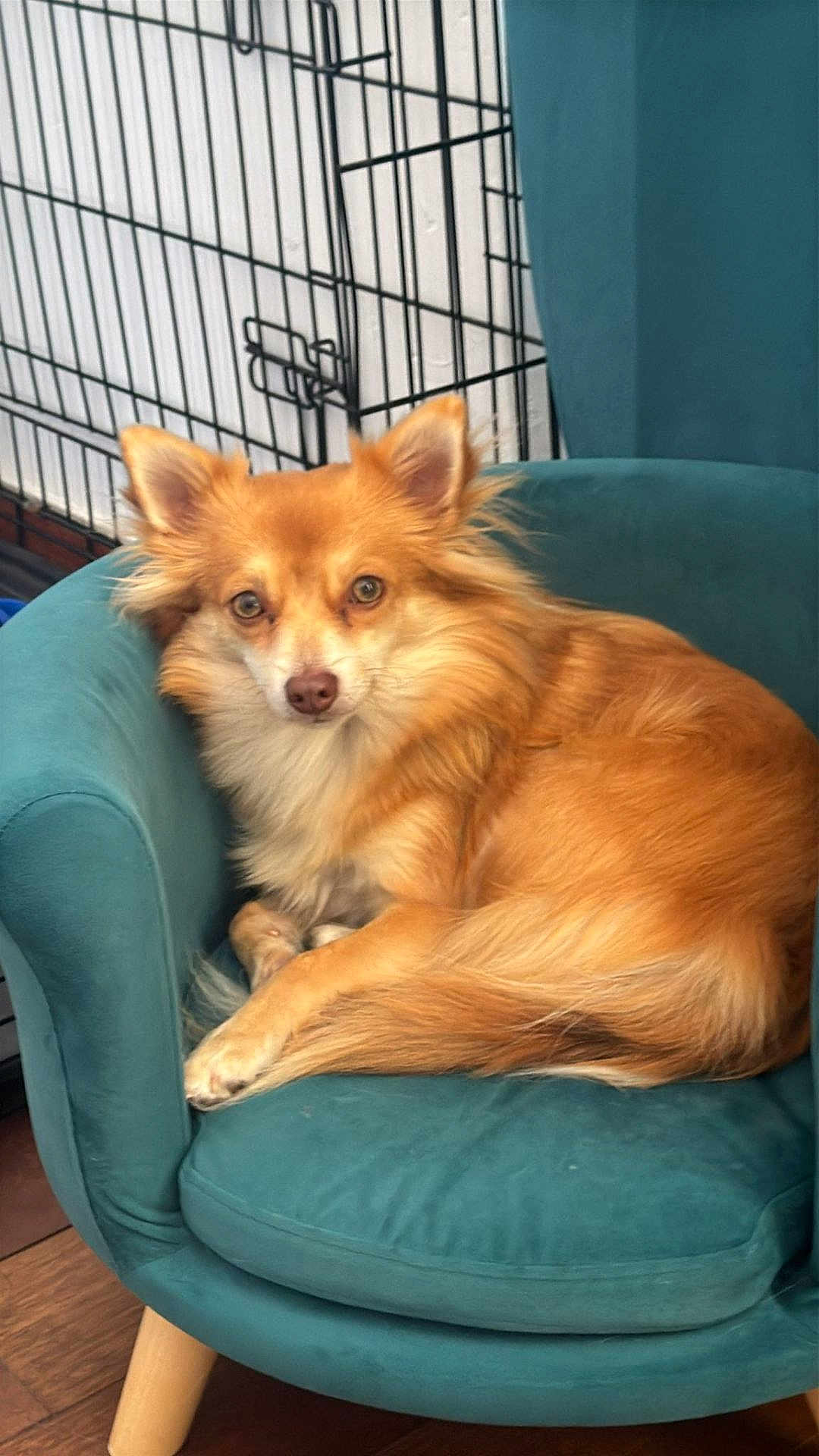 Vaggie a rejoint le concours — aidez-le/la à gagner de superbes lots ! dog, canine, pet, indoor, chair, furniture, teal, brown_floor, crate, fur, fluffy, cute, relaxed, looking_at_camera, animal, domestic, small_dog, ears_up, tail, resting