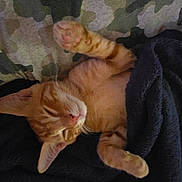 Kenny is registered to the contest to win money with this photo: animal, bed, blanket, camo_pattern, cat, cozy, cute, domestic, feline, fur, indoors, mammal, nap, orange_tabby, paws, pet, relaxation, resting, sleeping, whiskers
