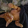 animal, bed, blanket, camo_pattern, cat, cozy, cute, domestic, feline, fur, indoors, mammal, nap, orange_tabby, paws, pet, relaxation, resting, sleeping, whiskers