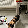 kitten, cat, indoor, floor, toy, cat_tree, treat, person_hand, curious, playful, cozy, furniture, radiator, red_cloth, pet, animal, paw, tail, calico, tabby