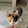 kitten, cat, calico, pet, indoor, curious, human_hand, floor, cat_house, whiskers, young, animal, feline, cute, small, domestic, interaction, touch, exploration, playful