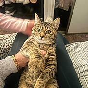 Suki joined the competition — help win amazing prizes! cat, tabby_cat, pet, animal, indoor, hand, person, furniture, clothing, watch, footwear, relaxed, curious, fur, striped, home, cozy, sitting, holding, portrait