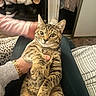 cat, tabby_cat, pet, animal, indoor, hand, person, furniture, clothing, watch, footwear, relaxed, curious, fur, striped, home, cozy, sitting, holding, portrait