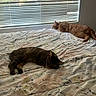 cat, bed, blanket, window, blinds, sleeping, indoor, floral_pattern, domestic_animal, resting, pet, feline, fur, cozy, natural_light, home, quiet, two_animals, animal, calm