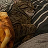 Suki joined the competition — help win amazing prizes! cat, tabby_cat, sleeping, blanket, pillow, striped_pillow, cozy, indoor, pet, fur, whiskers, resting, cute, domestic_animal, feline, relaxation, comfort, warmth, nap, home