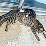 Suki is registered to the contest to win money with this photo: cat, kitten, sleeping, tabby_cat, animal, pet, cute, snuggling, outdoor, concrete, door, glass, paw, fur, resting, companion, adorable, relaxing, mammal, domestic_animal