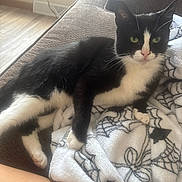 Jasper is registered to the contest to win money with this photo: black_and_white_cat, blanket, cat, couch, cozy, curious, feline, floor, fur, green_eyes, home, indoor, looking_at_camera, paw, pet, relaxed, resting, spider_web_pattern, vent, whiskers