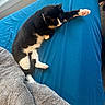 Jasper is registered to the contest to win money with this photo: animal, bed, black_and_white_cat, blanket, blue_bed_sheet, cat, comfort, cozy, daylight, feline, fur, gray_blanket, indoor, paw, pet, relaxation, resting, sleeping_cat, whiskers, window