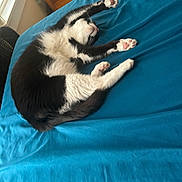 Jasper is registered to the contest to win money with this photo: cat, black_and_white, bed, blue_bedspread, stretching, indoor, pet, feline, paw_pads, cozy, window_light, relaxation, sleeping, animal, fur, whiskers, pink_paws, resting, domestic_cat, cute