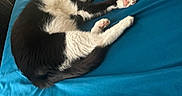 Jasper is registered to the contest to win money with this photo: animal, bed, black_and_white, blue_bedspread, cat, cozy, cute, domestic_cat, feline, fur, indoor, paw_pads, pet, pink_paws, relaxation, resting, sleeping, stretching, whiskers, window_light