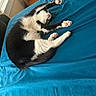 cat, black_and_white, bed, blue_bedspread, stretching, indoor, pet, feline, paw_pads, cozy, window_light, relaxation, sleeping, animal, fur, whiskers, pink_paws, resting, domestic_cat, cute