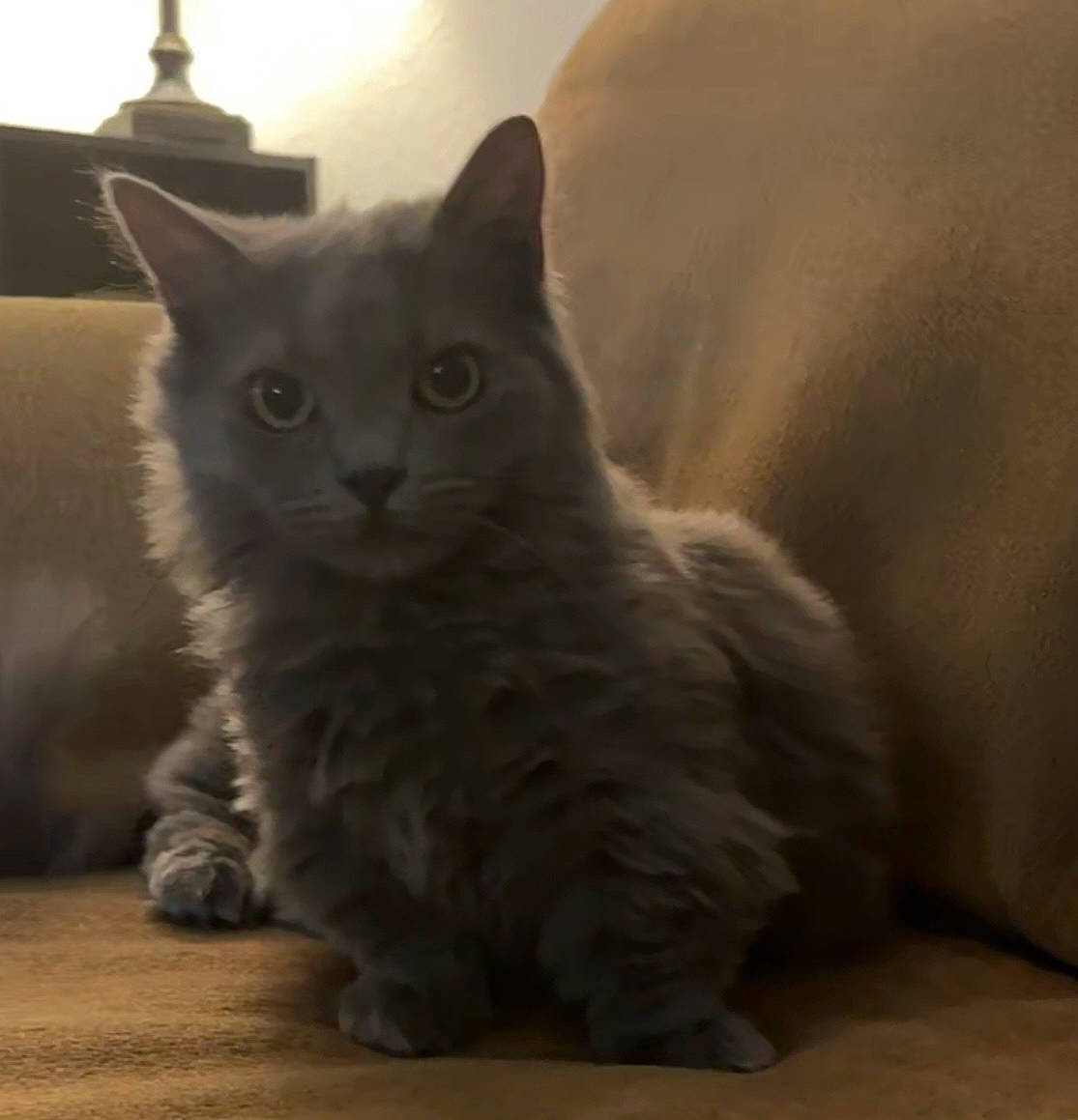 Mochi is registered to the contest to win money with this photo: british_longhair, carnivore, cat, comfort, felidae, fur, grey, iris, paw, small_to_medium_sized_cats, snout, tail, terrestrial_animal, whiskers, window