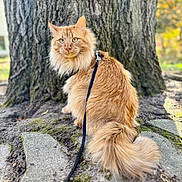 Hot Dog joined the competition — help win amazing prizes! animal, autumn, blurred_background, cat, closeup, curious, daylight, fluffy_fur, forest, ground, leash, mammal, nature, orange_cat, outdoor, pet, sitting, tail, tree_trunk, whiskers