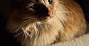 Hot Dog joined the competition — help win amazing prizes! animal, carpet, cat, closeup, curious, cute, dark_background, domestic_animal, feline, fluffy, indoor, mammal, orange_cat, pet, portrait, relaxed, shadow, side_lighting, soft_light, whiskers