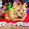 Hot Dog is registered to the contest to win money with this photo: animal, bokeh, carpet, cat, closeup, cozy, cute, ears, feline, fur, holiday, indoor, lace, lights, orange_tabby, pet, portrait, red_blanket, resting, whiskers