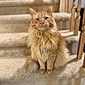 Hot Dog joined the competition — help win amazing prizes! animal, carpet, cat, collar, cute, domestic_cat, feline, fluffy, fur, house, indoor, orange_cat, paw, pet, portrait, sitting, stairs, tag, whiskers, wooden_railing