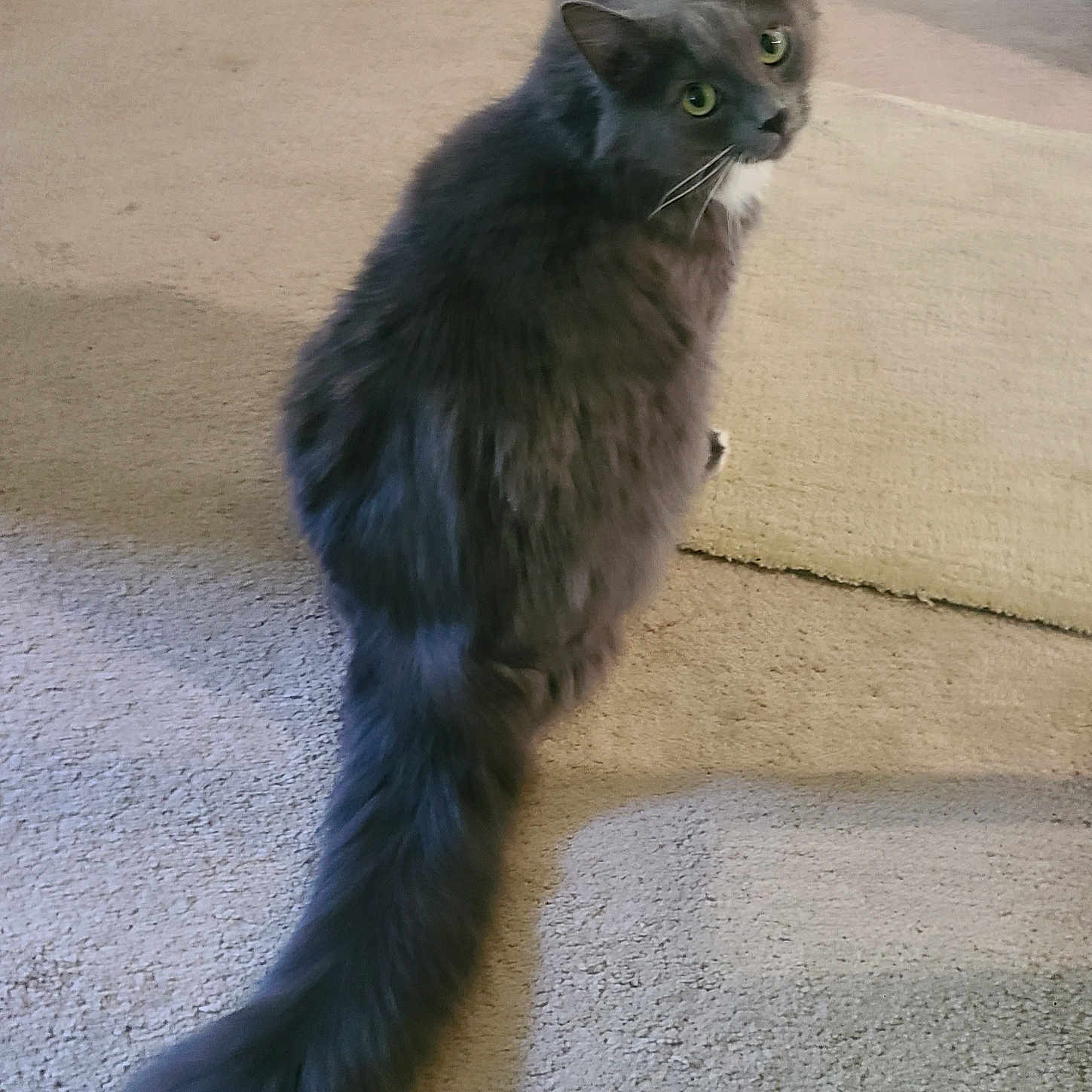 Shadow