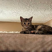 Molly joined the competition — help win amazing prizes! cat, kitten, tabby, pet, animal, portrait, close_up, lying_down, couch, furniture, indoor, home, cozy, warm_lighting, brown_fur, striped_fur, green_eyes, whiskers, paws, toe_beans