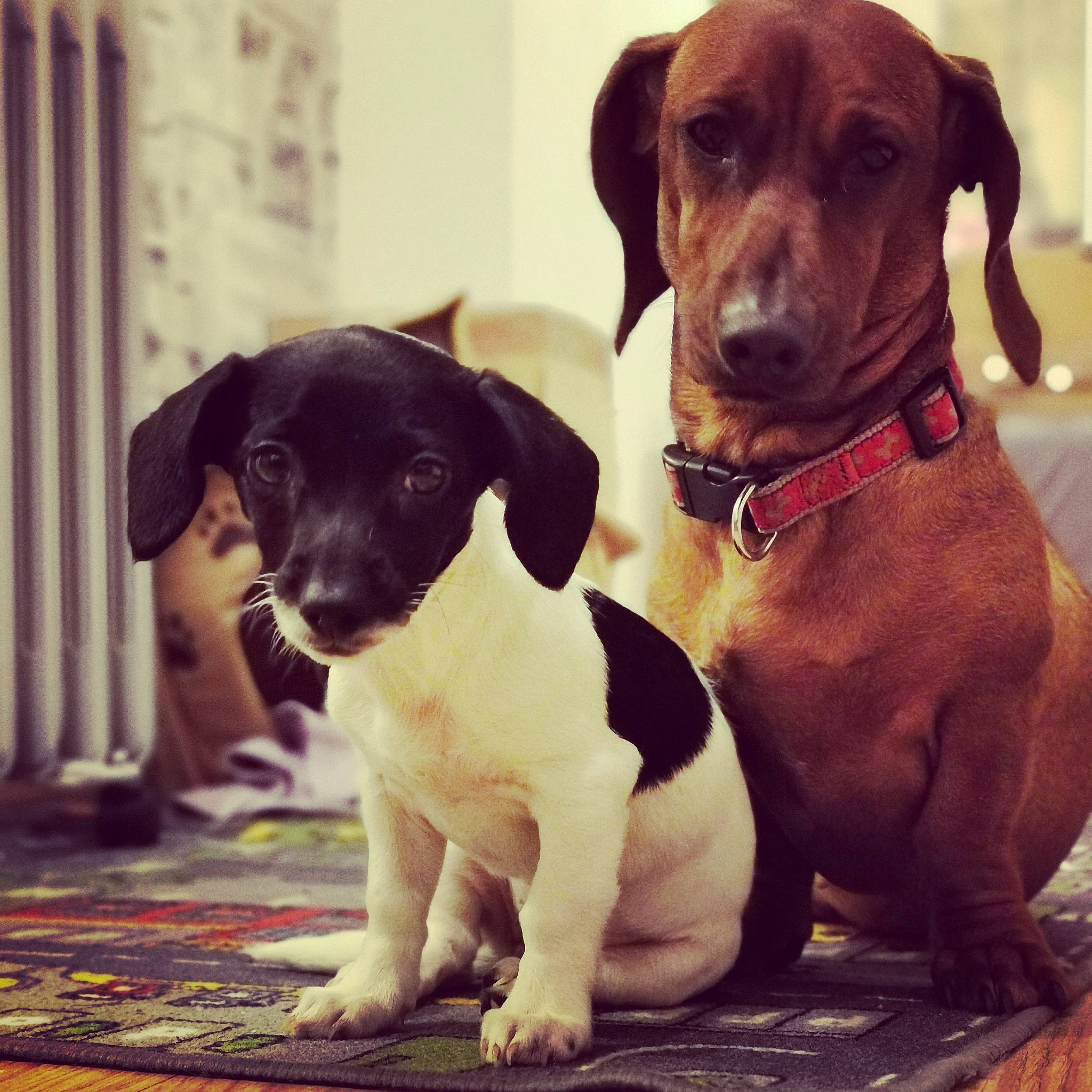 Cleo joined the competition — help win amazing prizes! canidae, carnivore, collar, companion_dog, dog, dog_breed, dog_collar, door, eye, fashion_accessory, fawn, fur, liver, metal, paw, pet_supply, snout, sporting_group, whiskers, working_animal