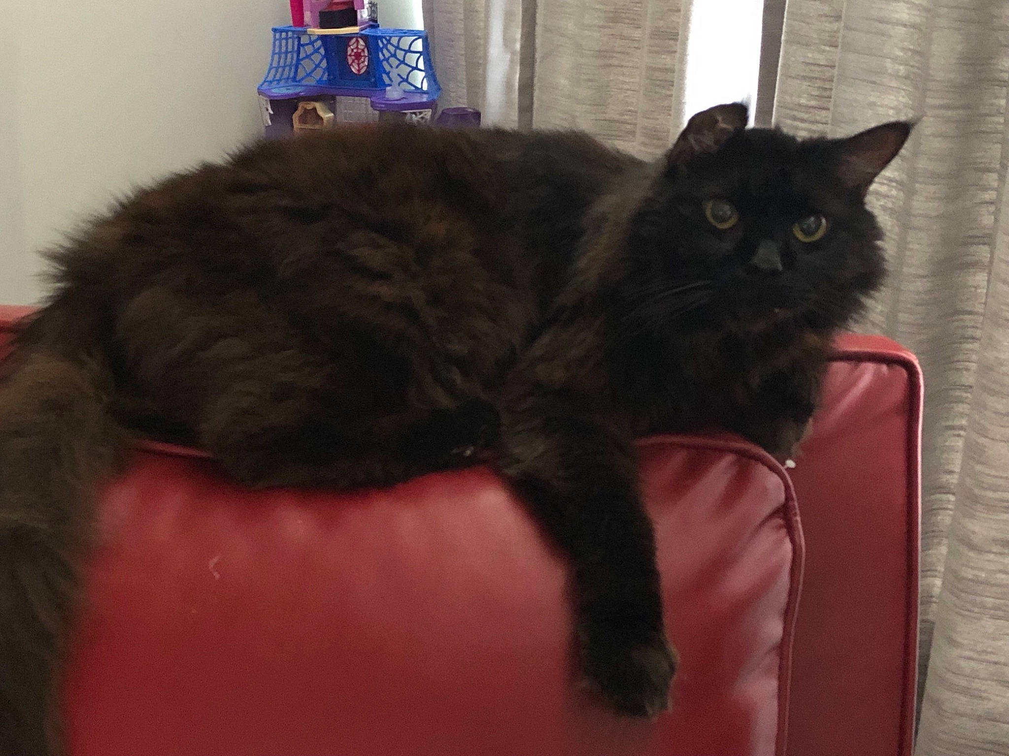 Crosby joined the competition — help win amazing prizes! asian_semi_longhair, black_cat, british_longhair, british_semi_longhair, carnivore, cat, cymric, domestic_long_haired_cat, domestic_short_haired_cat, felidae, fur, kurilian_bobtail, mammal, nebelung, norwegian_forest_cat, persian, small_to_medium_sized_cats, tail, vertebrate, whiskers