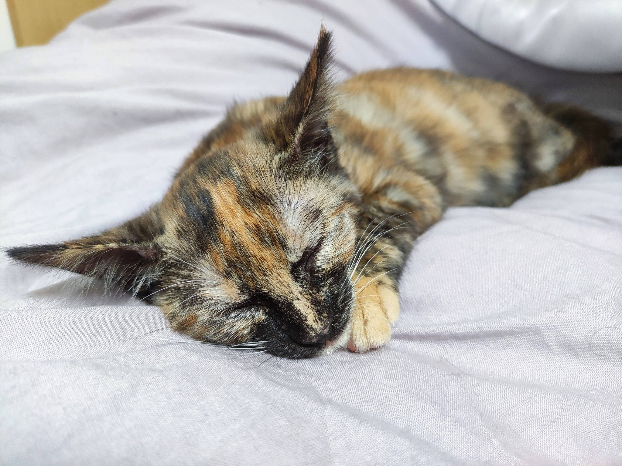 Shakira participe au concours pour gagner de l'argent avec cette photo : carnivore, cat, claw, comfort, domestic_short_haired_cat, felidae, fur, nap, paw, small_to_medium_sized_cats, snout, tail, terrestrial_animal, whiskers