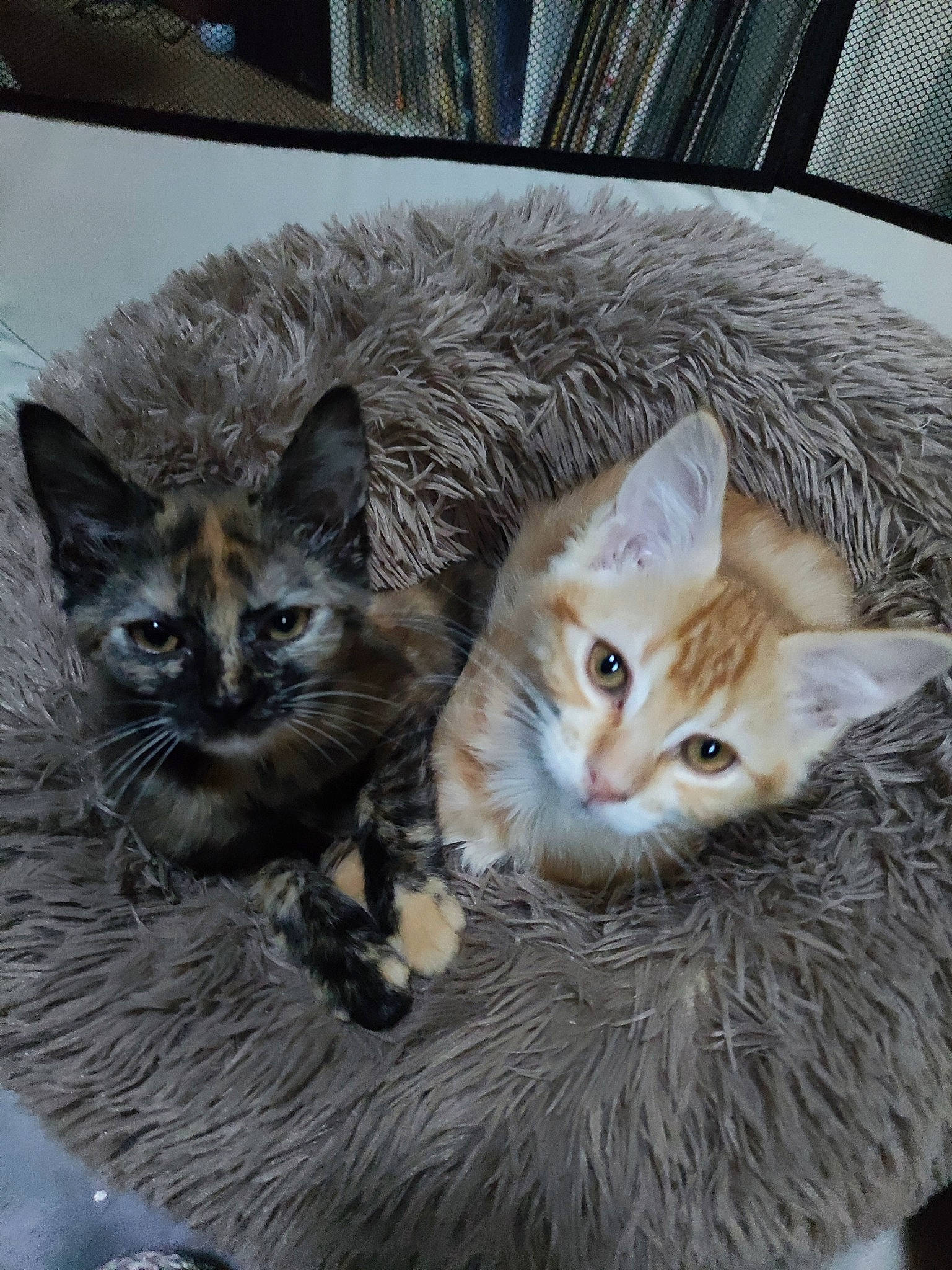 Shakira participe au concours pour gagner de l'argent avec cette photo : box, carnivore, cat, cat_furniture, cat_supply, claw, comfort, couch, domestic_short_haired_cat, fawn, felidae, fur, paw, sitting, small_to_medium_sized_cats, snout, tail, whiskers, window, wood