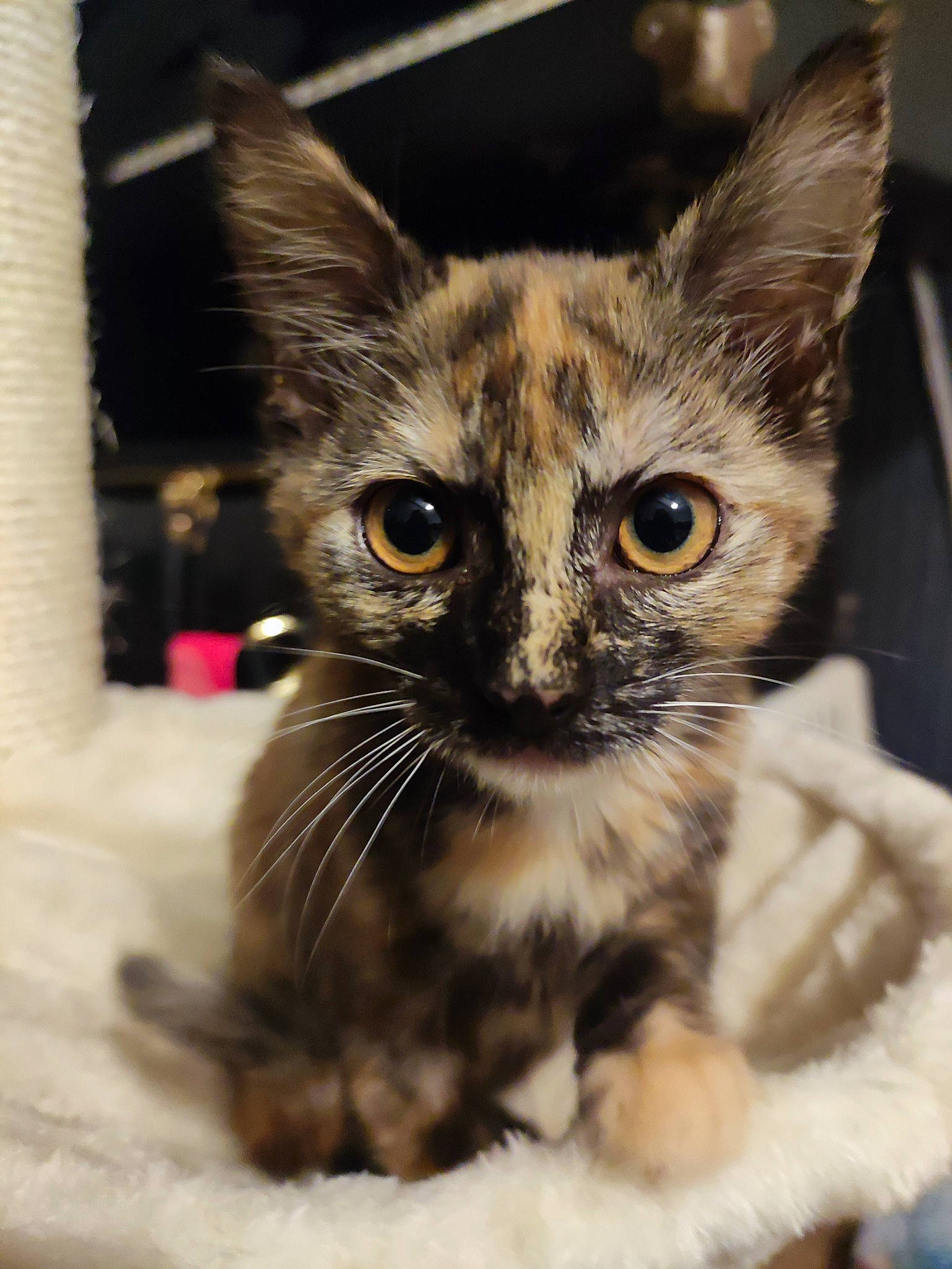 Shakira a rejoint le concours — aidez-le/la à gagner de superbes lots ! carnivore, cat, claw, domestic_short_haired_cat, fawn, felidae, fur, laperm, paw, small_to_medium_sized_cats, terrestrial_animal, whiskers, wildlife