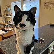Paulie joined the competition — help win amazing prizes! cat, black_and_white, pet, indoor, kitchen, countertop, window, blinds, furniture, sitting, animal, whiskers, ears, face, domestic, curious, household, keys, table, decor