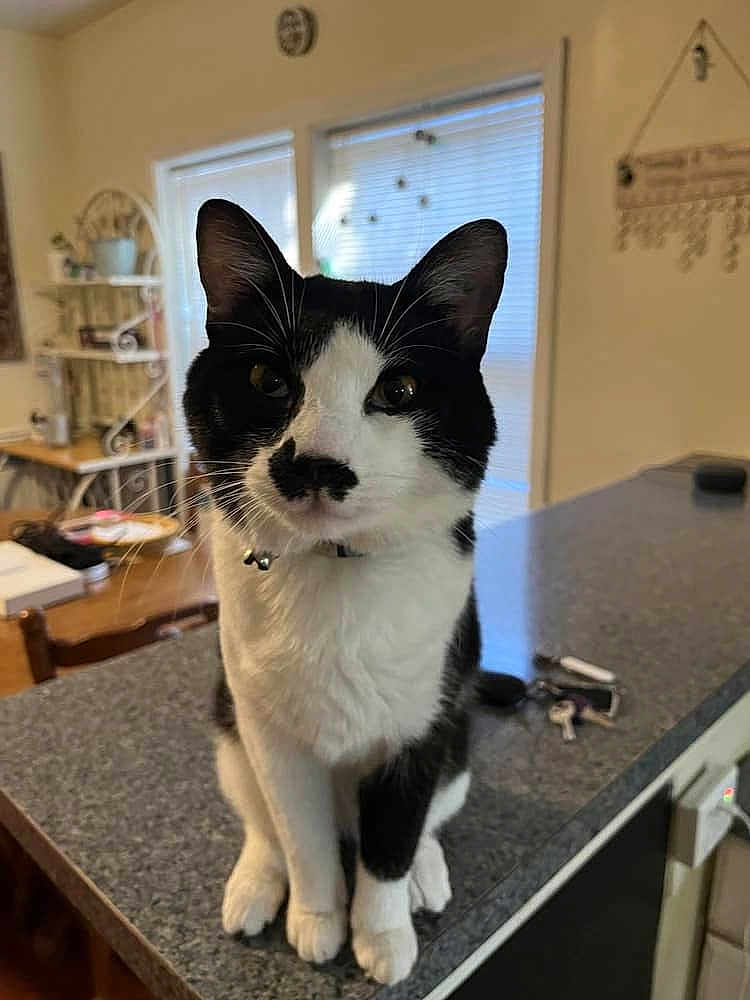 Paulie joined the competition — help win amazing prizes! cat, black_and_white, pet, indoor, kitchen, countertop, window, blinds, furniture, sitting, animal, whiskers, ears, face, domestic, curious, household, keys, table, decor