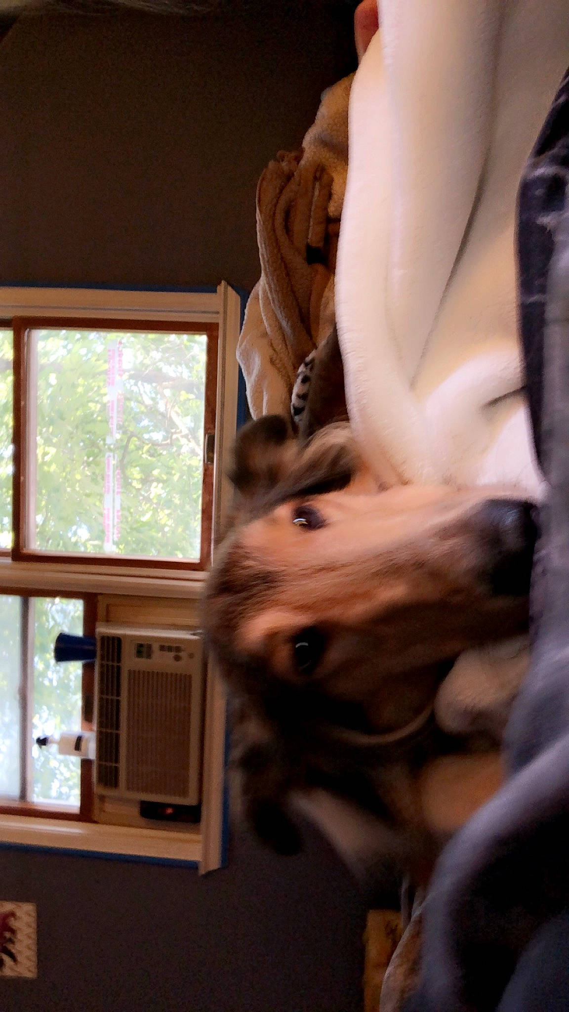 Riley Girl joined the competition — help win amazing prizes! carnivore, chest, comfort, companion_dog, dog, dog_breed, ear, fawn, felidae, human_leg, shoulder, small_to_medium_sized_cats, snout, sporting_group, trunk, whiskers, window, window_blind, wood, working_animal