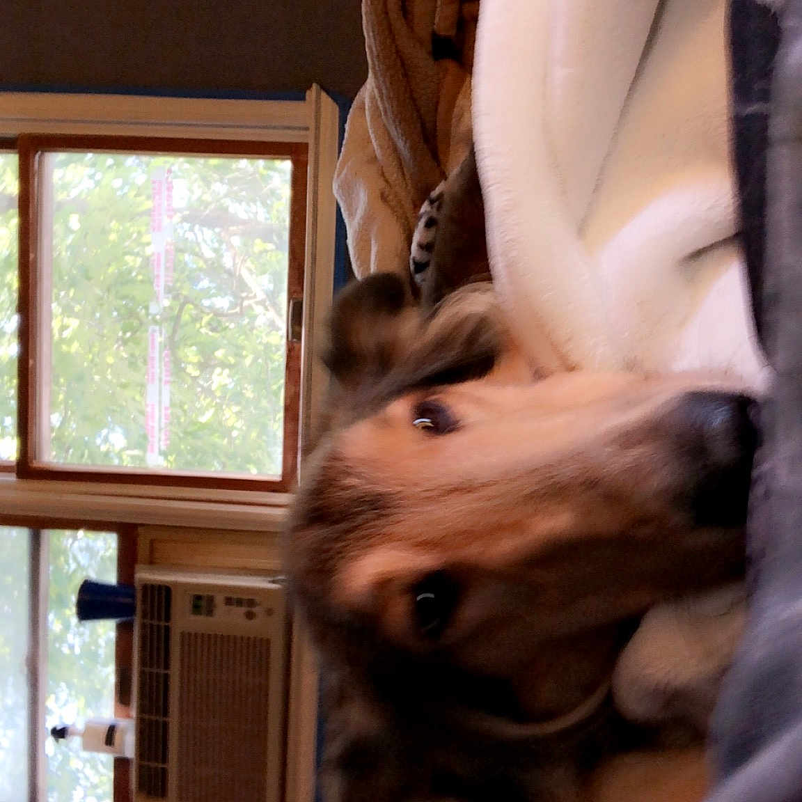 Riley Girl