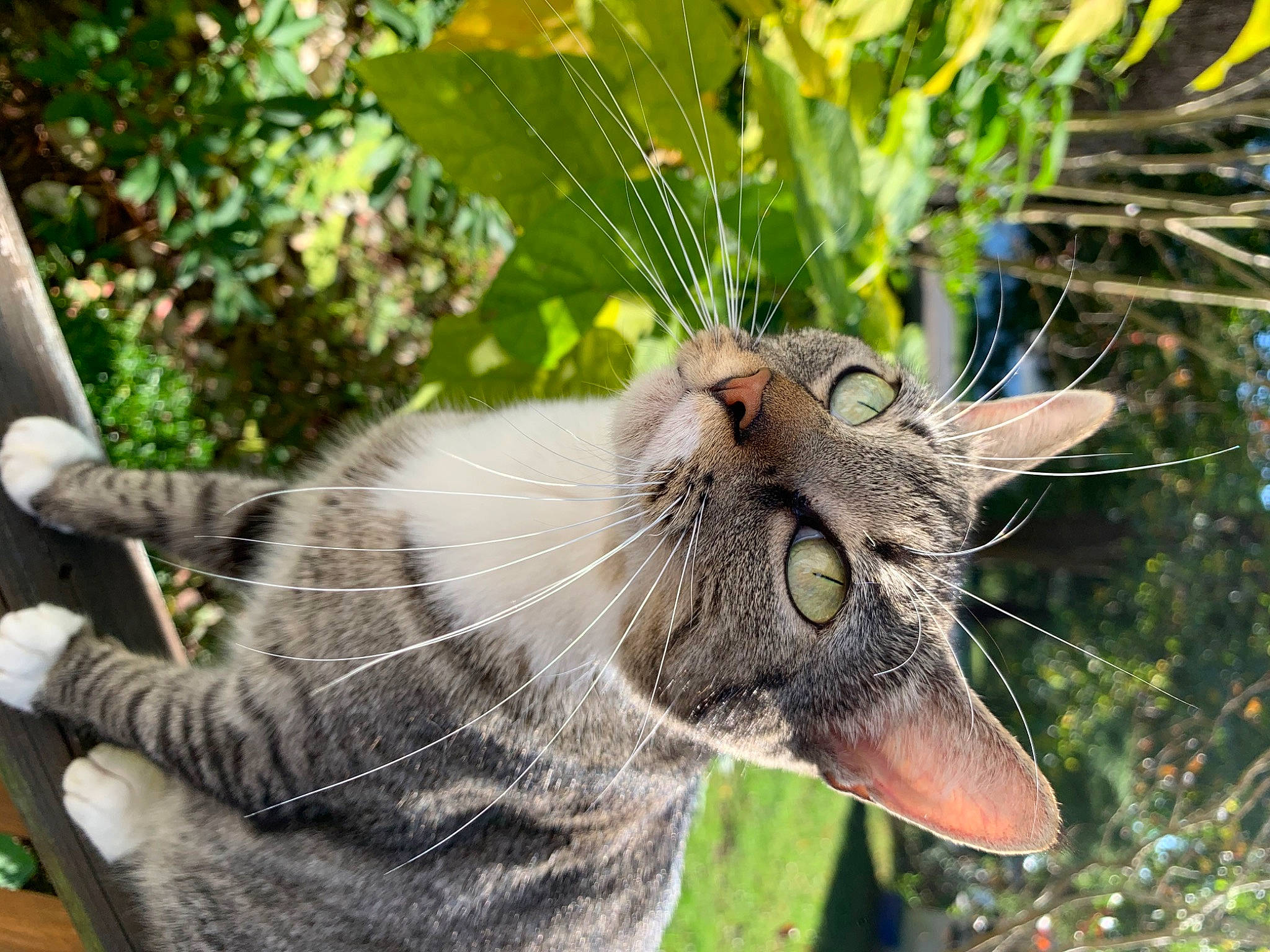 Misty is registered to the contest to win money with this photo: carnivore, cat, claw, collar, domestic_short_haired_cat, fang, fawn, felidae, fur, grass, plant, small_to_medium_sized_cats, snout, tail, terrestrial_animal, tree, whiskers, wildlife, window, yawn