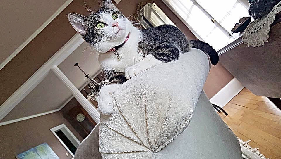 Molly is registered to the contest to win money with this photo: carnivore, cat, ceiling, comfort, couch, domestic_short_haired_cat, felidae, fur, grey, linens, rim, room, sitting, sleeve, small_to_medium_sized_cats, t_shirt, tail, whiskers, white, window