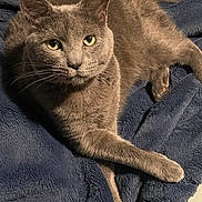 Benji is registered to the contest to win money with this photo: animal, blanket, cat, cozy, cute, domestic_animal, ears, eyes, feline, fur, gray_cat, indoor, lying_down, mammal, paw, pet, portrait, relaxed, resting, whiskers