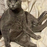 Benji joined the competition — help win amazing prizes! cat, gray_cat, pet, animal, feline, domestic_cat, sitting, relaxed, blanket, soft_texture, cozy, fur, ears, whiskers, indoor, cute, alert, wide_eyes, looking, resting