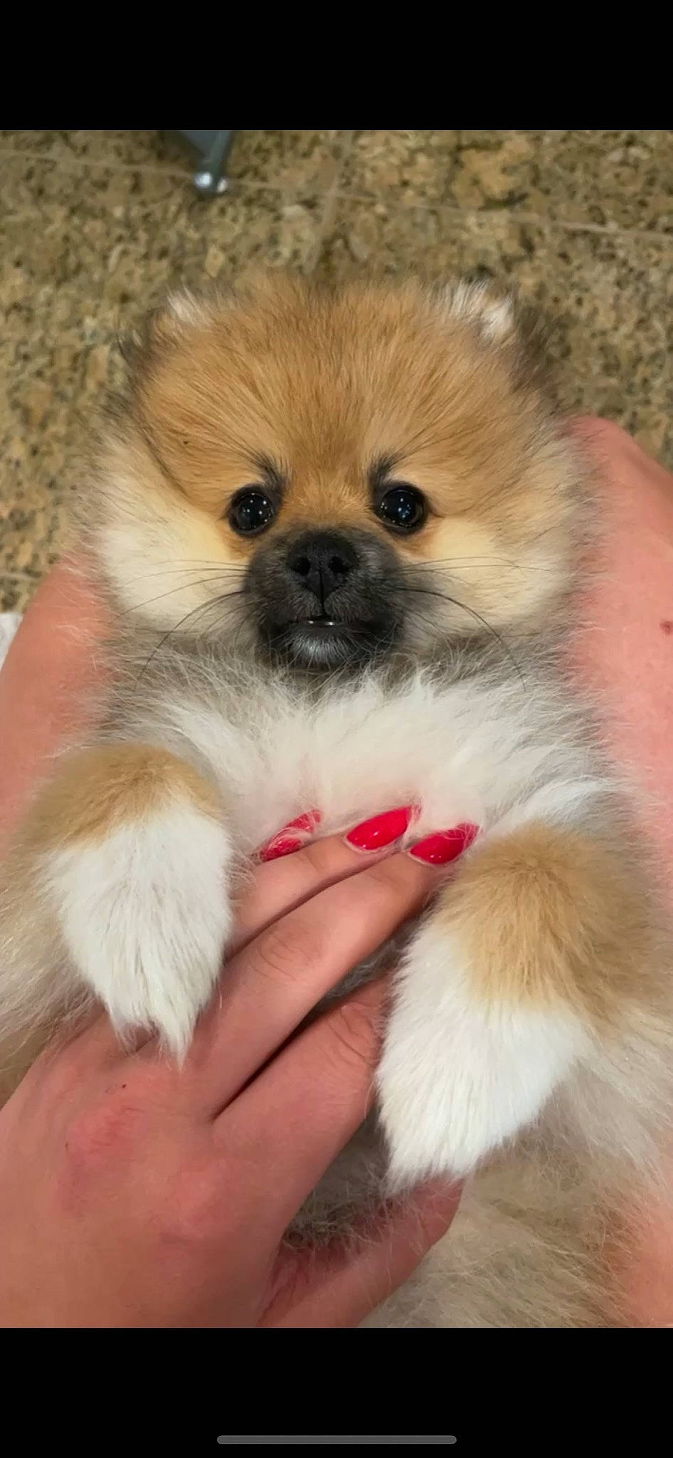 Jolie joined the competition — help win amazing prizes! ancient_dog_breeds, canidae, carnivore, companion_dog, dog, dog_breed, eye, fawn, fur, german_spitz_klein, iris, nail, non_sporting_group, snout, sporting_group, terrestrial_animal, toy_dog, whiskers, working_animal